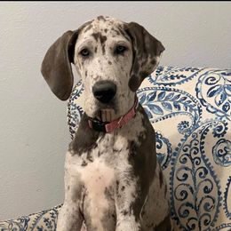Great Dane Puppies from Anderson Blau’s Great Danes