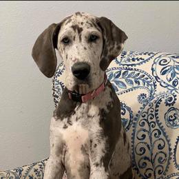 Great Dane Puppies from Anderson Blau’s Great Danes