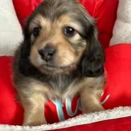Dachshund Puppies from Jantera Mini Longhair Dachshunds