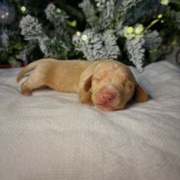 Holly - Cream female Dachshund puppy in Lumber City, Georgia from CarolinaDachshunds