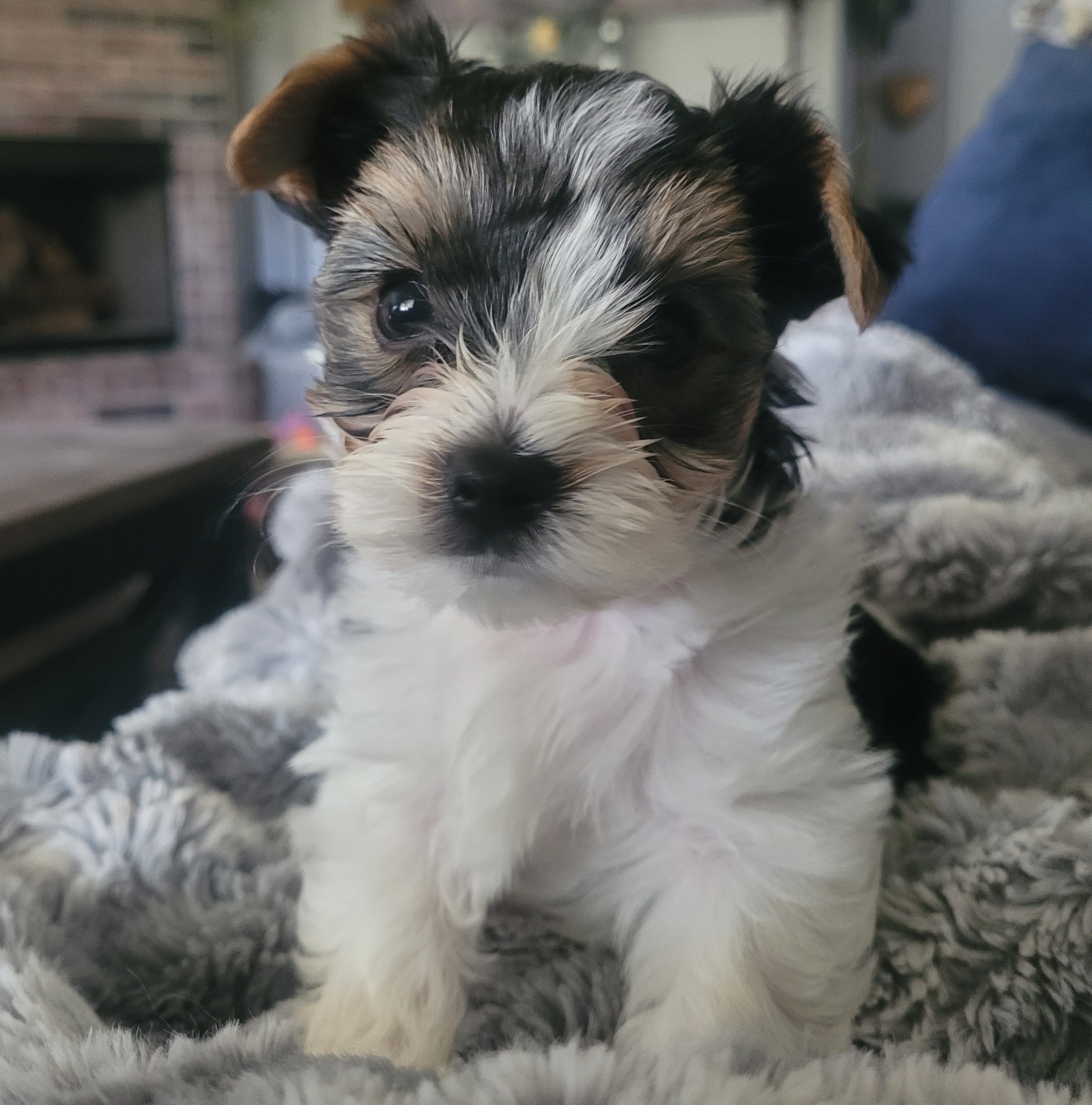 Henley - Black tan and white Biewer Terrier puppy in Granbury, Texas from Hearts n Paws