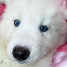 AKC- Opal - White female Siberian Husky puppy in Centreville, Maryland from Huskies By the Bay