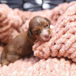 Scottie - Red male Dachshund puppy in Eaton, Ohio from Miniature Alphas Dachshunds