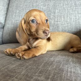 Fire - Red female Dachshund puppy in Tonopah, Arizona from Brandie's Dachshunds