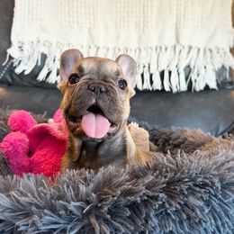French Bulldog Puppies from Honey Bee Frenchies