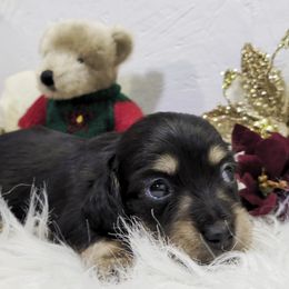 Girl 1 - Black and cream female Dachshund puppy in Mt. Sterling, Illinois from Doxie Do's