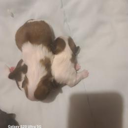 Girl 1 - Sable and white female Shih Tzu puppy in Belleville, Michigan from Patricia's Heavenly Earth Angels