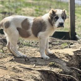 Red Collar Boy - Brindle male Central Asian Shepherd Dog puppy in Markleysburg, Pennsylvania from Wolf Mountain Farm