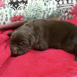 Cassie - Brown female Newfoundland puppy in Brandenburg, Kentucky from Bluegrass River Newfoundlands