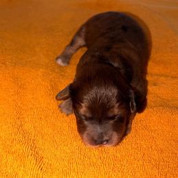 Orion - Chocolate male Cavapoo puppy in Hickory, North Carolina from Homegrown Spaniels