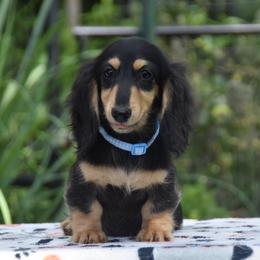 Blue - Black and cream male Dachshund puppy in Hebron, Indiana from MCS Dachshunds