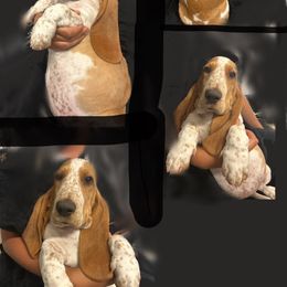 Basset Hound Puppies from For the Love of Long Ears AKC purebred Basset Hounds