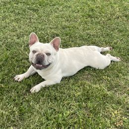 Narco - French Bulldog