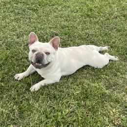 Narco - French Bulldog