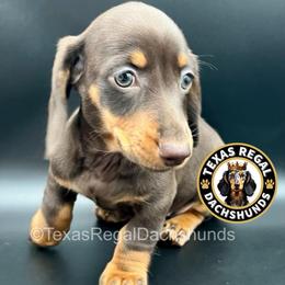 Hyacinth - Chocolate and tan female Dachshund puppy in Houston, Texas from Texas Regal Dachshunds LLC