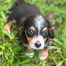 Mousse - Piebald male Dachshund puppy in Florence County, South Carolina from Modern Family Standards
