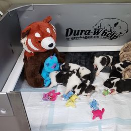 Pyrenean Mastiff Puppies from Estrella Polar Pyrenean Mastiffs