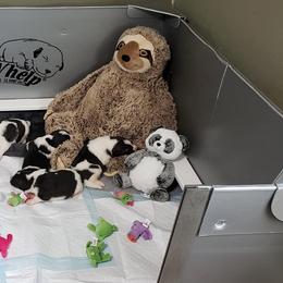 Pyrenean Mastiff Puppies from Estrella Polar Pyrenean Mastiffs