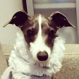 Italian Greyhound puppies from Quality Italian Greyhounds