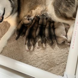 Alaskan Malamute Puppies from Sigma Alaskan Malamutes