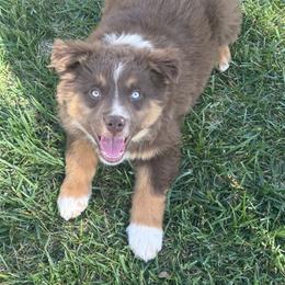 Romeo - Red tri male Miniature Australian Shepherd puppy in California from Eagle River Aussies