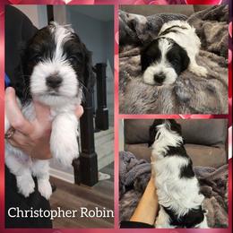 Christopher Robin - Black white and tan male Cockapoo puppy in Zanesville, Ohio from Oodles of Doodles & Poos