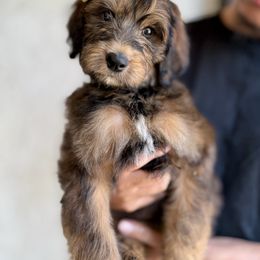 Yellow - Phantom female Bernedoodle puppy in Moreno Valley, California from Ayy_Doodles