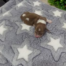 Dachshund Puppies from Dashing Dachshunds n Texas