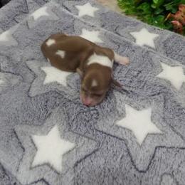 Dachshund Puppies from Dashing Dachshunds n Texas
