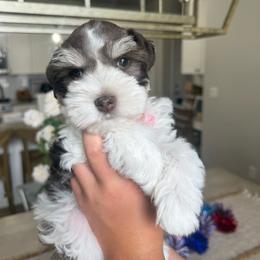 Artie - Parti female Miniature Schnauzer puppy in Bluffdale, Utah from Mountain Point Schnauzers