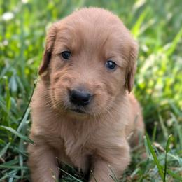 Black - Dark golden male Golden Retriever puppy in Midland, North Carolina from Alger Farm, LLC