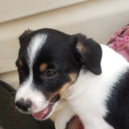 Russell Terriers from PakaJack Russell Terriers