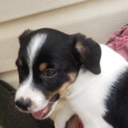 Russell Terriers from PakaJack Russell Terriers