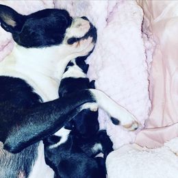 Boston Terrier Puppies from Beatrice's Kennels