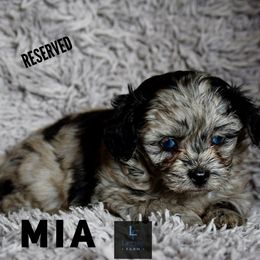 Mia - Aussiedoodle puppy from Legacy Farm