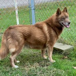 Mocha - Siberian Husky