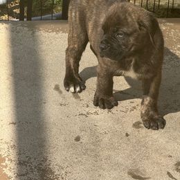 Girl 2 - Black brindle female Cane Corso puppy in Gwinnett County, Georgia from Better Than You Cane Corso’s
