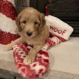Bernedoodle, Goldendoodle, and Aussiedoodle Puppies from Lakeside Doodles