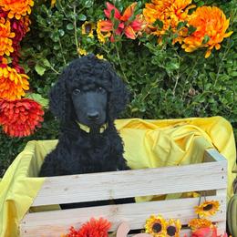Boy 3 - Black male Poodle puppy in Tullahoma, Tennessee from Urban Hero Poodles