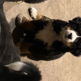 Bernese Mountain Dog Puppies from Blakener’s Bernese mountain dogs
