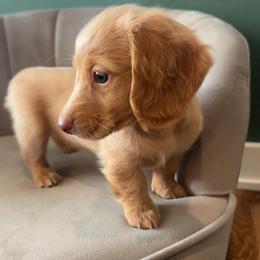 Reba - Dapple female Dachshund puppy in Perkins, Oklahoma from 4B Dachshunds