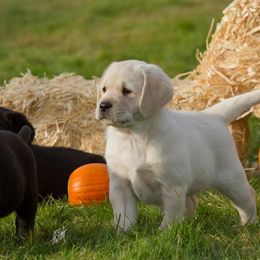 Labrador Retriever Puppies from Cecilie Drege