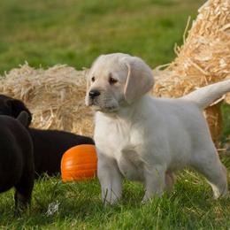 Labrador Retriever Puppies from Cecilie Drege