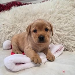Yellow Girl 1 - Yellow female Labrador Retriever puppy in Williamsburg, Pennsylvania from River View Labradors