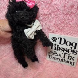 Malia - Black female Maltipoo puppy in Apple Valley, California from Boujeepups