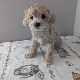 Sugar - Cream female Maltipoo puppy in Fife, Washington from Joyful Pups