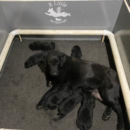 Labrador Retriever Puppies from R Little Retrievers