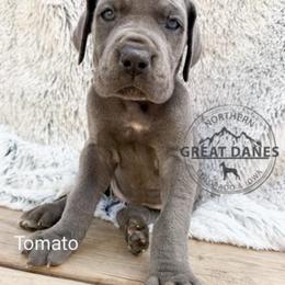 Tomato - Blue female Great Dane puppy in Sac City, Iowa from Northern Great Danes of Colorado & Iowa