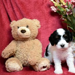 Bernedoodle and Miniature Australian Shepherd Puppies from Miller's Aussie,Bernedoodle Pups!