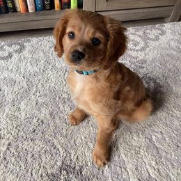 Cavapoo Puppies from Jessie's Puppies